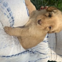 Goldendoodle Puppies from Hush Doodles