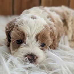 Ivy - Buff and white female Cockapoo puppy in Salt Lake City, Utah from Utah Cocker Spaniels