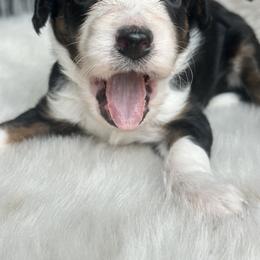 Aussiedoodle and Miniature Australian Shepherd Puppies from The Finished Dog