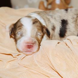 Toffee - Chocolate merle male Bernedoodle puppy in Ohio from Moore Doodles