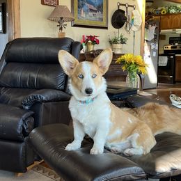 Annie - Pembroke Welsh Corgi