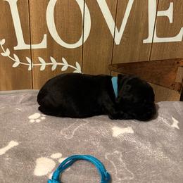 Aruba - Black female Giant Schnauzer puppy in Houston, Texas from Elevated Pearl Giants
