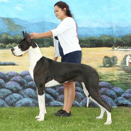 Great Danes from Alta Great Danes