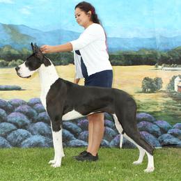 Great Danes from Alta Great Danes