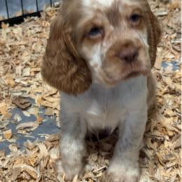 Gage - Lemon and white male English Springer Spaniel puppy in Coeur D'alene, Idaho from Springer Hollow