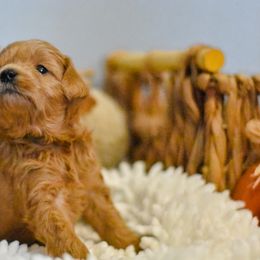 Aussiedoodle, Goldendoodle, and Miniature Australian Shepherd Puppies from JMR Aussies and Doodles