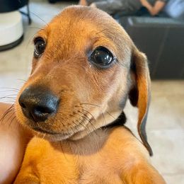 Dachshunds from Doggie Dream House