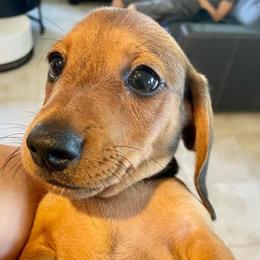 Dachshunds from Doggie Dream House