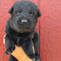 Female 4 - Black female German Shepherd puppy in Purdon, Texas from TEXAS DDR GSD