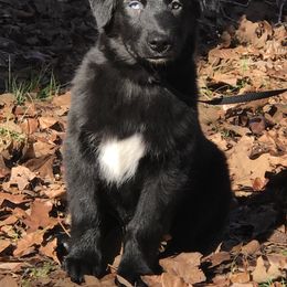 Australian Shepherd Puppies from Cahaba Australian Shepherds