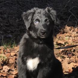 Australian Shepherd Puppies from Cahaba Australian Shepherds