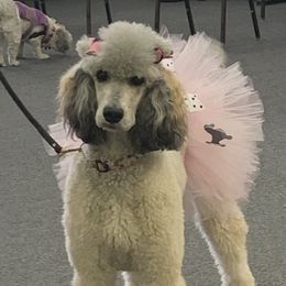 Temperance - Goldendoodle