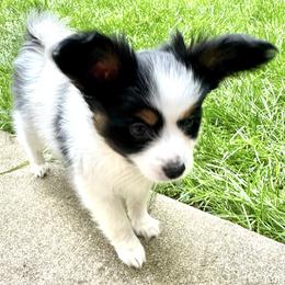 Elvis - White black and tan male Papillon puppy in Columbia, Missouri from Triple Tier