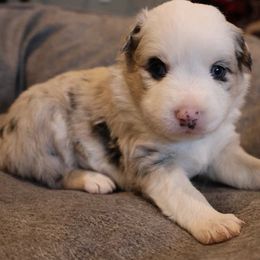 Girl 2 - Miniature Australian Shepherd puppy in Duncan, Arizona from Kennedy Farms