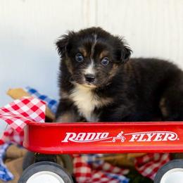 Patriot - Black tri male Miniature Australian Shepherd puppy in Granbury, Texas from Texas Miniature Aussies