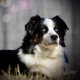 Tikka - Australian Shepherd