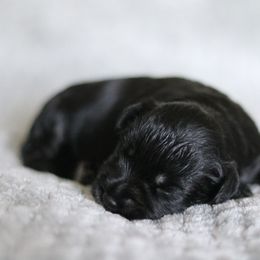 Crescent - Black and silver female Miniature Schnauzer puppy in Tremonton, Utah from Rocky Mountain Schnauzer