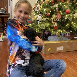 Poodle Puppies from D and D Standard Poodles