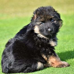 German Shepherd Puppies from Extreme German Shepherds