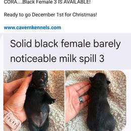 CORA - Black female Scottish Terrier puppy in Crossville, Tennessee from Cavern Kennels