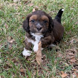 Drake - Red sable male Havanese puppy in Semmes, Alabama from Hayden's Havanese