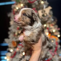 Olympus - male Australian Mountain Doodle puppy in Inola, Oklahoma from Blue Stem Companions