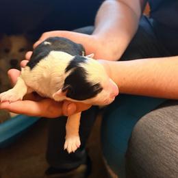 Female split face - Black and white female Border Collie puppy in Lebanon, Oregon from Cahill’s Canines