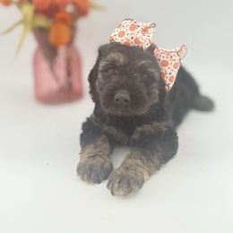 Ella - Phantom female Goldendoodle puppy in Taylor, Michigan from Mi Best Doodle Ever, LLC