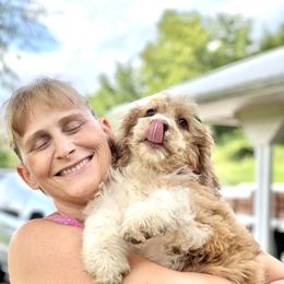 Aussiedoodle, Australian Shepherd, and Miniature Australian Shepherd Puppies from Bline's Awesome Aussies CA