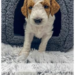 Tex - Parti male Goldendoodle puppy in State Road, North Carolina from Must Love Doodles