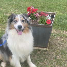 Ranger - Australian Shepherd