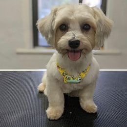 Maltese, Morkies, and Yorkshire Terriers from Maria's Morkies & More