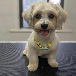 Maltese, Morkies, and Yorkshire Terriers from Maria's Morkies & More