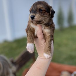 Goldendoodle, Havanese, and Havapoo Puppies from Lady Paws Puppies