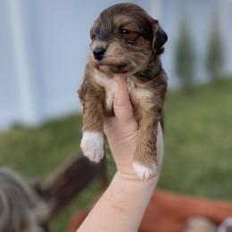 Goldendoodle, Havanese, and Havapoo Puppies from Lady Paws Puppies