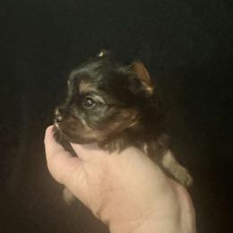 Maltese, Morkie, and Yorkshire Terrier Puppies from North Carolina Maltese, Yorkies & Morkies(previously California Maltese, Yorkies & Morkies)