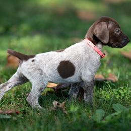 Salem (please fill out an application if interested) - Liver roan female German Shorthaired Pointer puppy in Greensburg, Kentucky from Nosam Kennels- Hungarian Vizslas, and German Shorthairs Located in Kentucky