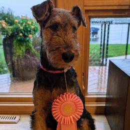 Airedale Terrier Puppies from Mystic’s Airedales