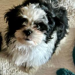 Ollie - Black and white male Shih Tzu puppy in Victorville, California from Precioustzus