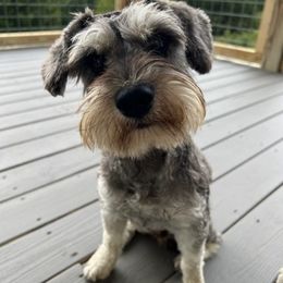 Miniature Schnauzers from EsKay Mini Schnauzers