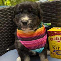 Mango - Black tri-color male Australian Shepherd puppy in Tuftonboro, New Hampshire from Aussies Edge Farm