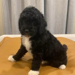 Espresso - Black and white male Sheepadoodle puppy in Columbia, Tennessee from Primrose Cottage Puppies