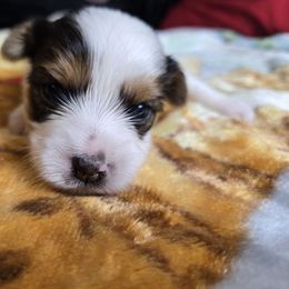 Negan - Parti Yorkshire Terrier puppy in Elon, North Carolina from Parti Yorkies