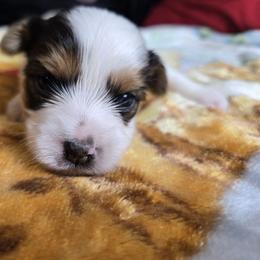 Negan - Parti Yorkshire Terrier puppy in Elon, North Carolina from Parti Yorkies
