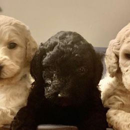 Goldendoodles from Darcy’s Doodles