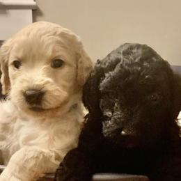Goldendoodles from Darcy’s Doodles