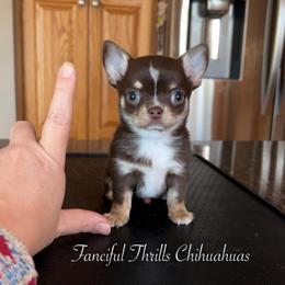 Gambino - Chocolate and tan male Chihuahua puppy in Michigan from Fanciful Thrills Kennel