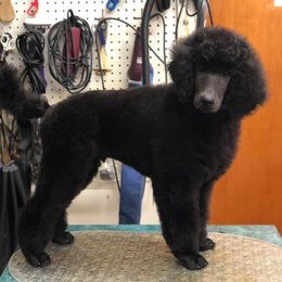 Poodle Puppies from D and D Standard Poodles