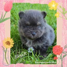 Blewett - Blue and tan male Pomeranian puppy in Eatonville, Washington from Foxy Forest Poms