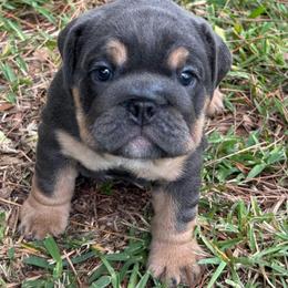 Grace Kelly - Blue tri-color female Bulldog puppy in Lakeland, Florida from Fur Love And Puppies